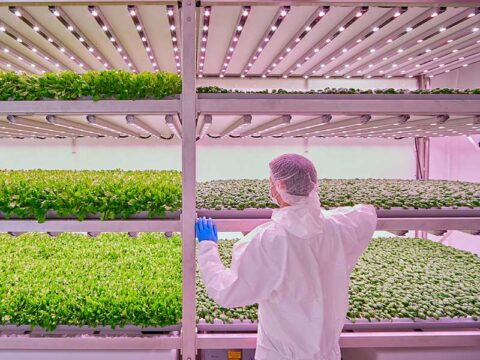 Hortilife Vertical Farming Horticultural Cultivation