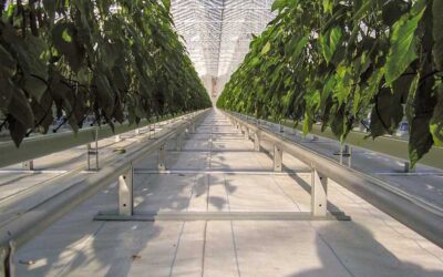 NEW! Optimization of hygiene in the greenhouse